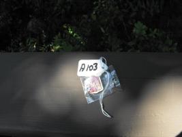 Pin. FMCA lapel pin.