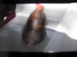 Antique French Parade Helmet. Brass. Leather Lini